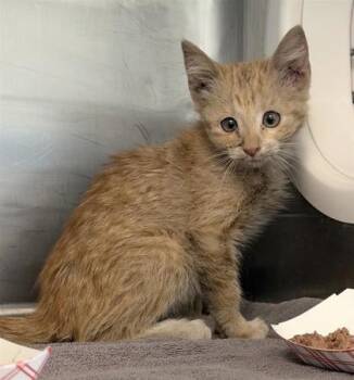 61102393 -  Domestic Short Hair Cat Available for Adoption in El Paso, Texas - 61102393 | PetCurious