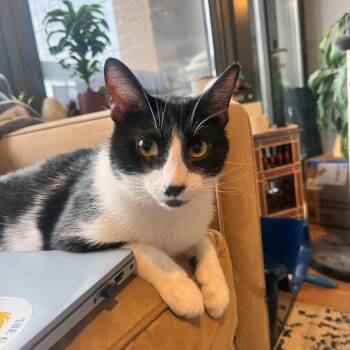 Rescue Tuxedo and Domestic Short Hair Cats for Adoption in Chicago, Illinois - Linguini | PetCurious