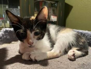 Goji -  Domestic Short Hair Cat for Adoption in Morristown, New Jersey - Goji | PetCurious