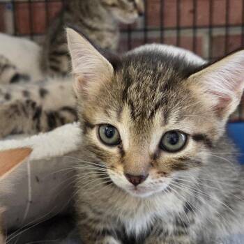 chevron -  Domestic Short Hair Cat for Adoption in Camden, Delaware - Chevron | PetCurious