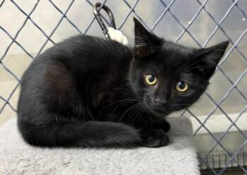 Jonah -  Domestic Short Hair Cat for Adoption in Lagrange, Indiana - Jonah | PetCurious