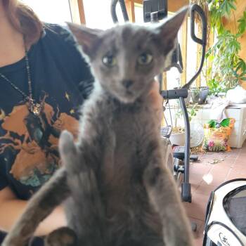Rip -  Domestic Short Hair Cat for Adoption in Buffalo, Wyoming - Rip | PetCurious