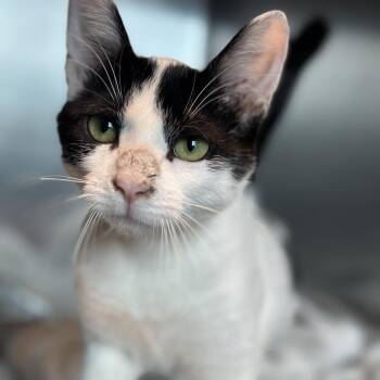 Zenyatta -  Domestic Short Hair Cat Available for Adoption in Matteson, Illinois - Zenyatta | PetCurious