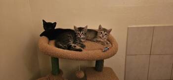 Blossom -  Domestic Short Hair Cat for Adoption - Blossom | PetCurious