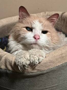 Rescue Domestic Medium Hair Cats for Adoption in St. Peters, Missouri - BUTTERS | PetCurious
