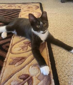 Robin -  Domestic Short Hair Cat for Adoption in Calverton, Maryland - Robin | PetCurious