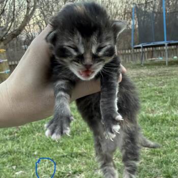 Domestic Short Hair Cats Available for Adoption in Columbia, Missouri - Smudge | PetCurious