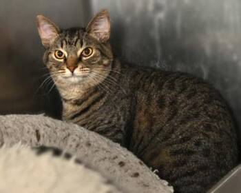 Cody -  Domestic Short Hair Cat for Adoption in Baton Rouge, Louisiana - Cody | PetCurious