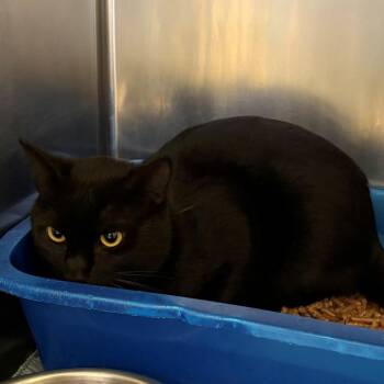 Slurpee -  Domestic Short Hair Cat for Adoption in Chehalis, Washington - Slurpee | PetCurious