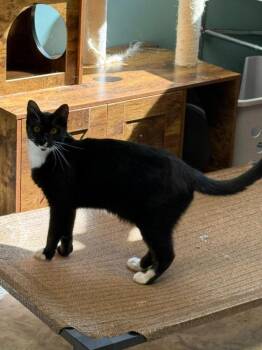 MOOLANDER -  Domestic Short Hair Cat for Adoption in Chillicothe, Ohio - MOOLANDER | PetCurious