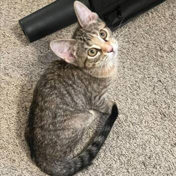 Grumpy -  Domestic Short Hair Cat for Adoption in South Elgin, Illinois - Grumpy | PetCurious