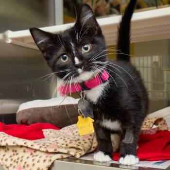 BASIL -  Domestic Medium Hair Cat for Adoption in St. Louis, Missouri - BASIL | PetCurious