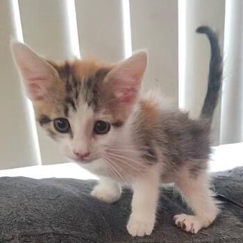 Domestic Short Hair Cats Available for Adoption in Santa Susana, California - Cheeseball | PetCurious