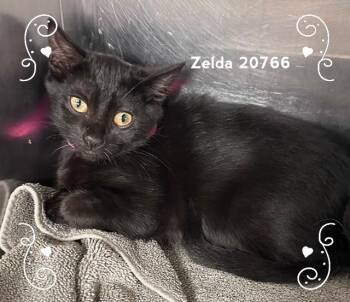 ZELDA (see also SELMA) -  Domestic Short Hair Cat for Adoption in Marietta, Georgia - ZELDA (see Also SELMA) | PetCurious