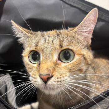 Fiona 2 -  Domestic Short Hair Cat for Adoption in Tampa, Florida - Fiona 2 | PetCurious