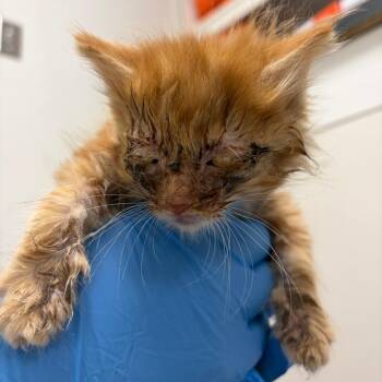 71125 -  Domestic Short Hair Cat Available for Adoption in Harrisonburg, Virginia - 71125 | PetCurious