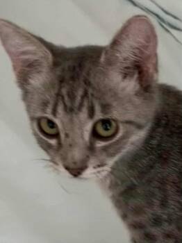 Rescue Tabby Cats for Adoption in Parlier, California - Jeff | PetCurious