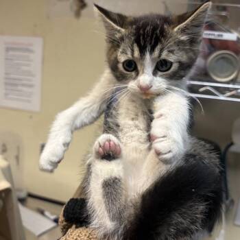 Domestic Short Hair Cats Available for Adoption in Pasadena, California - Leela | PetCurious