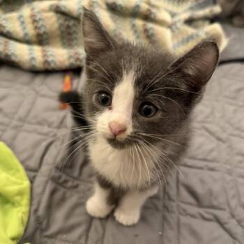 Derek -  Domestic Medium Hair Cat for Adoption in Tustin, California - Derek | PetCurious