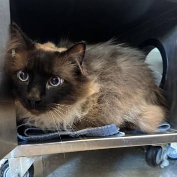 Blue -  Siamese and Domestic Long Hair Cat for Adoption in Glenwood, Minnesota - Blue | PetCurious