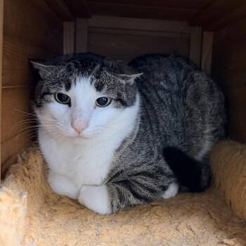 Domestic Short Hair Cats Available for Adoption - Buddy | PetCurious