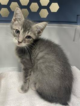 ALTO -  Domestic Short Hair Cat for Adoption in Clyde, North Carolina - ALTO | PetCurious