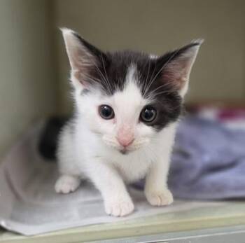 Wagyu -  Domestic Short Hair Cat for Adoption in Westland, Michigan - Wagyu | PetCurious