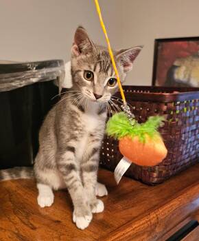 Ynes -  Domestic Short Hair Cat for Adoption in Hoyleton, Illinois - Ynes | PetCurious