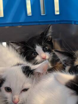 Destin -  Domestic Short Hair Cat for Adoption in Greenfield, Indiana - Destin | PetCurious