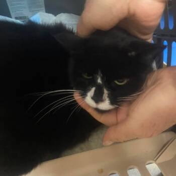 Rescue Domestic Short Hair Cats for Adoption in Huntington, West Virginia - Pumpkin | PetCurious