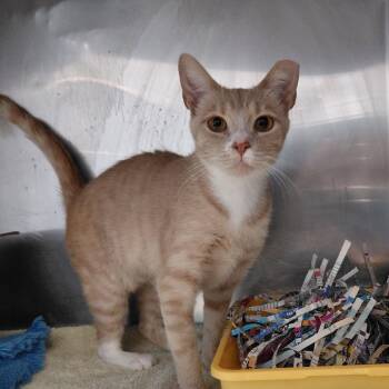 Dory -  Domestic Short Hair Cat for Adoption in Philadelphia, Pennsylvania - Dory | PetCurious