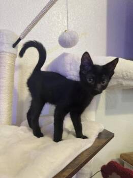 Harry -  Domestic Short Hair Cat for Adoption in Liverpool, Texas - Harry | PetCurious