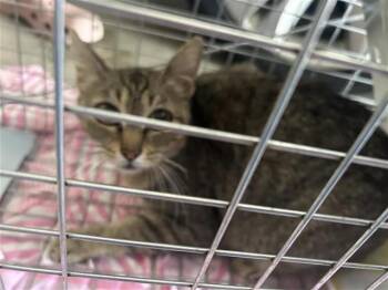 Domestic Short Hair Cats Available for Adoption in Houston, Texas - A654668 | PetCurious