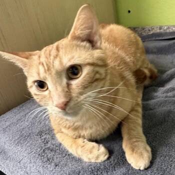 Domestic Short Hair Cats Available for Adoption in La Plata, Maryland - Strips (2926MSHO3) | PetCurious