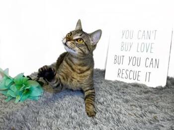 EEYORE -  Domestic Short Hair Cat for Adoption in Graham, Washington - EEYORE | PetCurious
