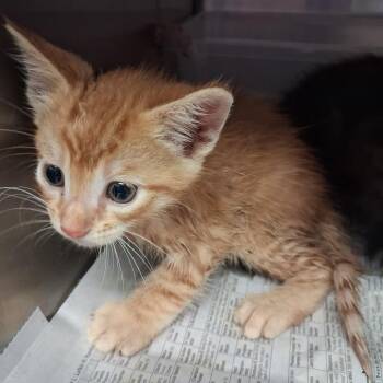 Kade -  Domestic Short Hair Cat for Adoption in Lufkin, Texas - Kade | PetCurious
