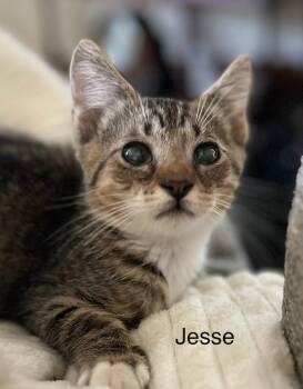 Jesse -  Domestic Short Hair Cat for Adoption in Lancaster, Pennsylvania - Jesse | PetCurious