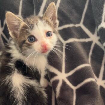 Captain Planet -  Domestic Short Hair Cat for Adoption in Monroe, Michigan - Captain Planet | PetCurious