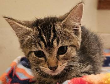 Flicker -  Domestic Short Hair Cat for Adoption in Columbus, Indiana - Flicker | PetCurious