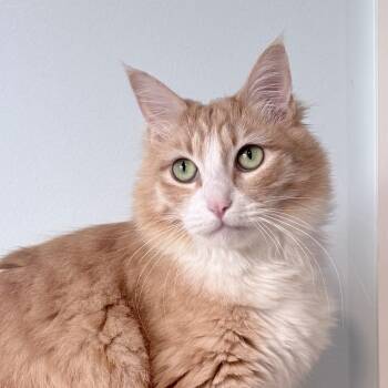 Noble -  Domestic Long Hair Cat for Adoption in Springfield, Oregon - Noble | PetCurious