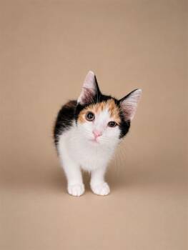ANDY -  Domestic Short Hair Cat for Adoption in Westminster, Maryland - ANDY | PetCurious