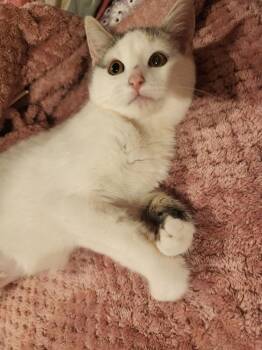 Calico and Domestic Short Hair Cats Available for Adoption - Popsicles | PetCurious