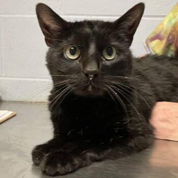 Nala -  Domestic Short Hair Cat for Adoption in Dekalb, Illinois - Nala | PetCurious