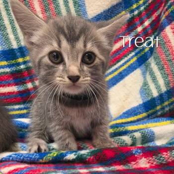 Treat -  Domestic Short Hair Cat for Adoption in Parkersburg, West Virginia - Treat | PetCurious