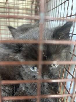 A656897 -  Domestic Short Hair Cat for Adoption in Houston, Texas - A656897 | PetCurious