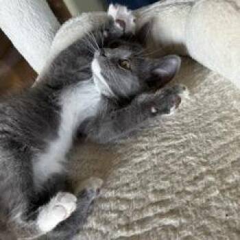 Misty -  Domestic Short Hair Cat for Adoption in Prescott, Arizona - Misty | PetCurious