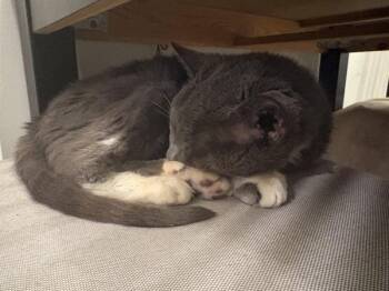 Avocado -  Domestic Short Hair Cat for Adoption in New York, New York - Avocado | PetCurious