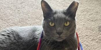 Rescue Domestic Short Hair Cats for Adoption in Houston, Texas - Stormy Sunset | PetCurious