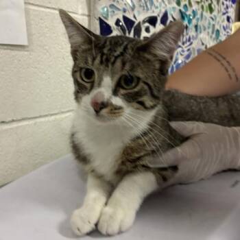 YC -  Domestic Short Hair Cat for Adoption in Pensacola, Florida - YC | PetCurious