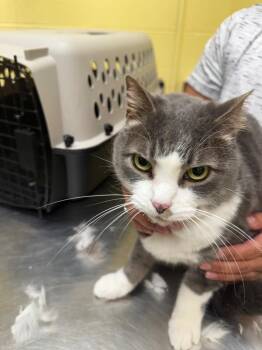 Domestic Short Hair Cats Available for Adoption in Crossville, Tennessee - Poni (Spayed) | PetCurious